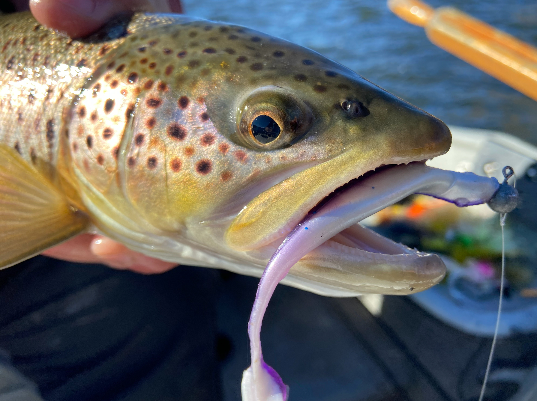 A trout with a pink soft plastic in its mouth