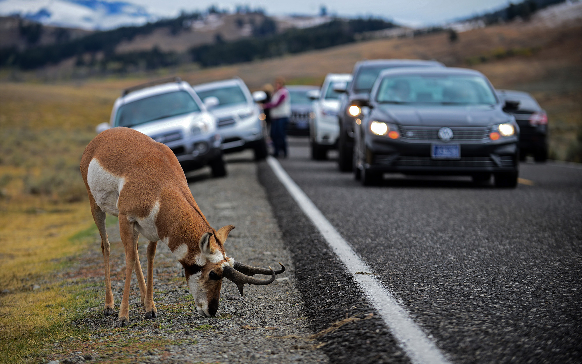 A pronghorn alongside a road in Yellowstone National Park.