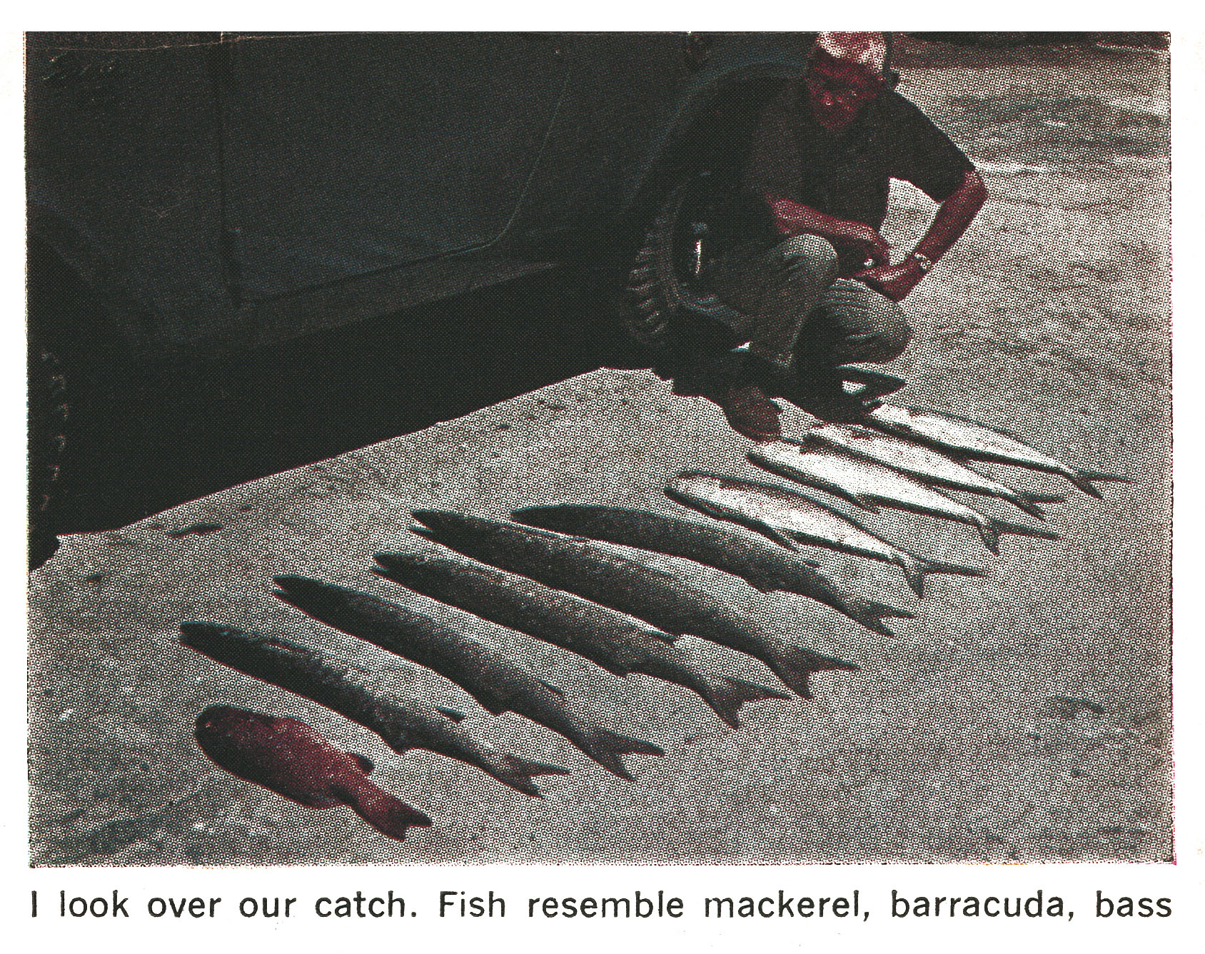 An old color photo of Vietnamese fish lined up on the ground.