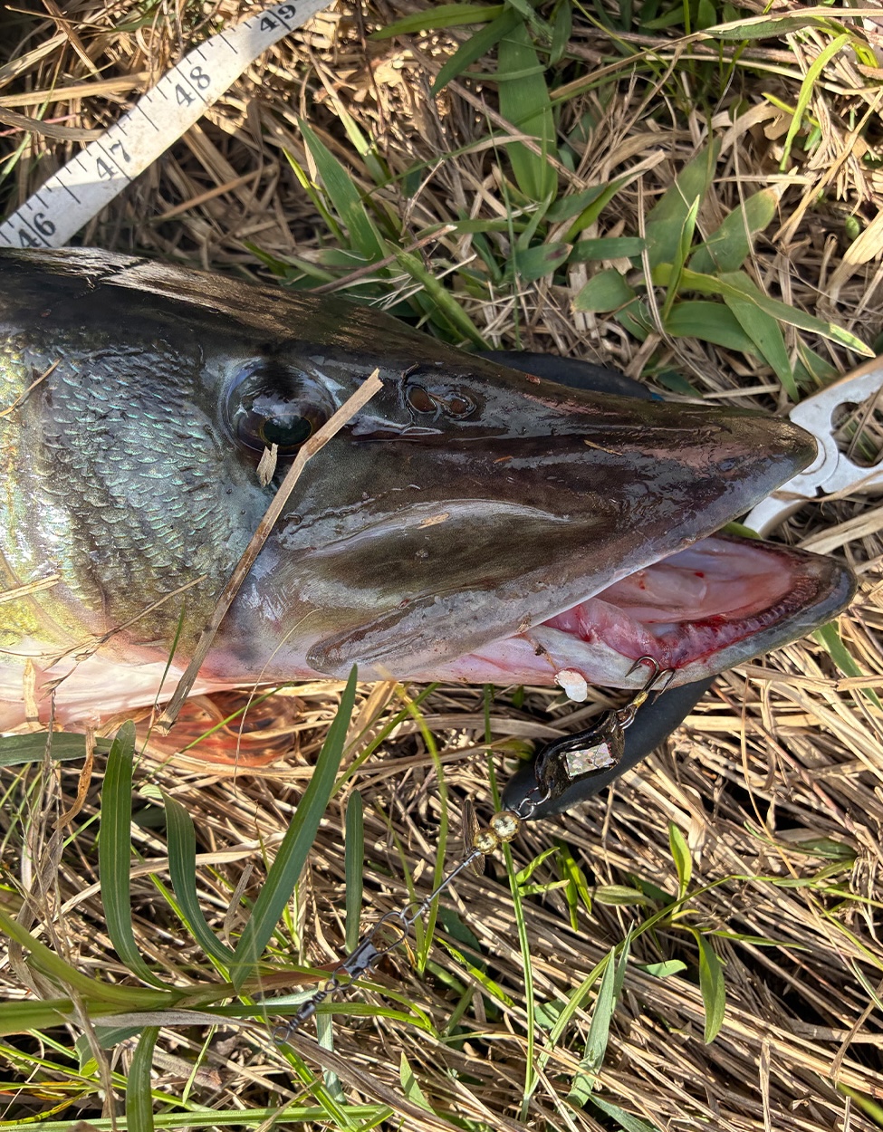 A pickerel being measured in the grass.