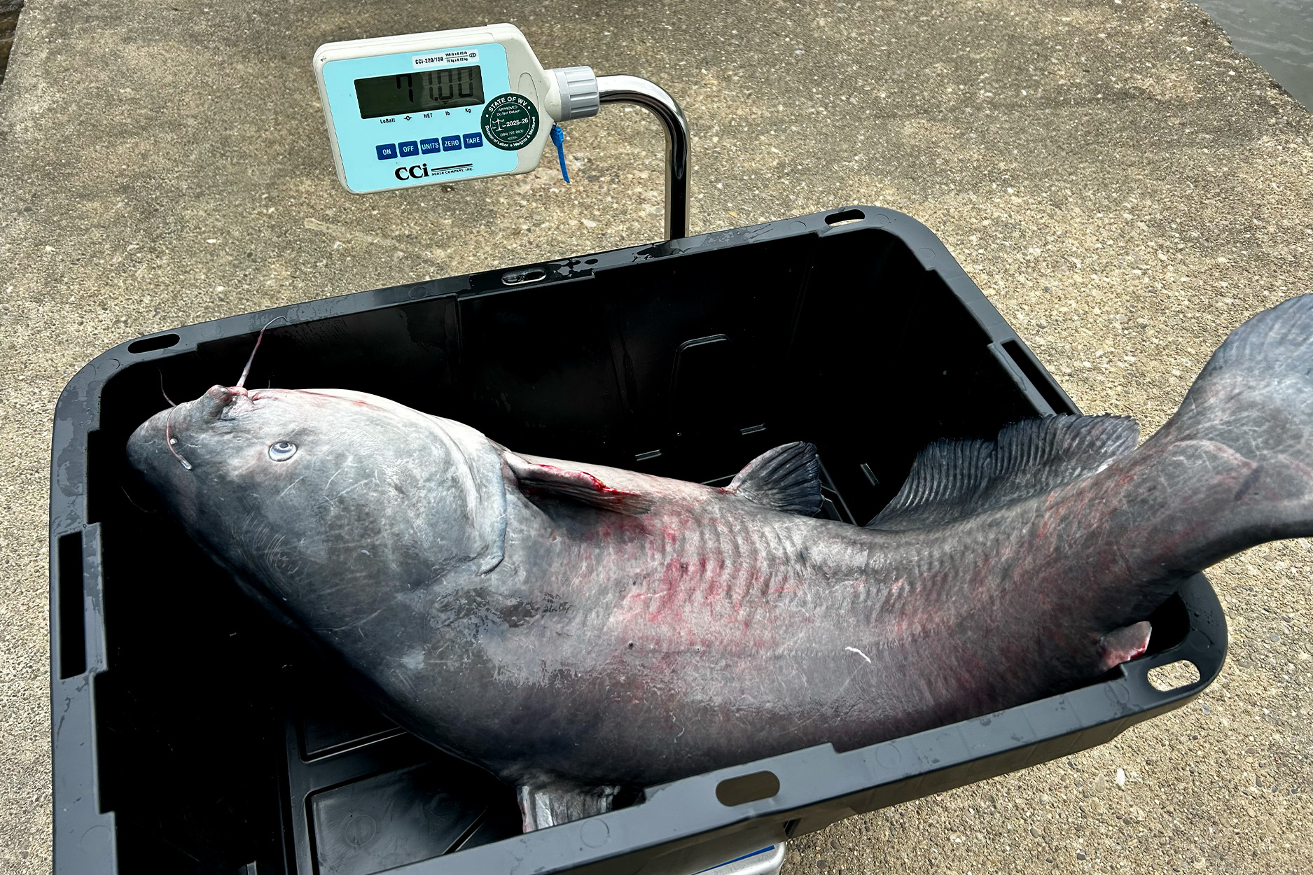 Tournament Fisherman Weighs in a Record-Breaking Catfish in West