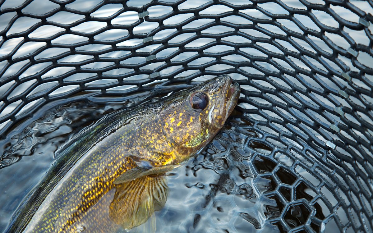 Minnesotans Are Harvesting 80 Million Pounds of Fish — More Than Twice the DNR Estimate. Has Forward-Facing Sonar Lead to Over Harvesting?