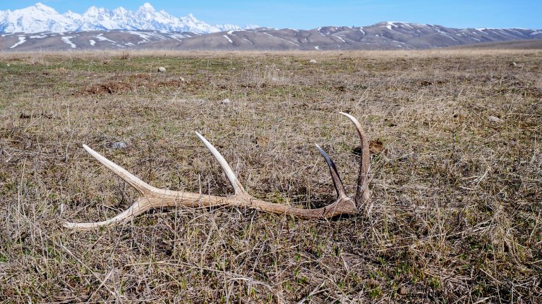 An elk shed on the ground in Wyoming.