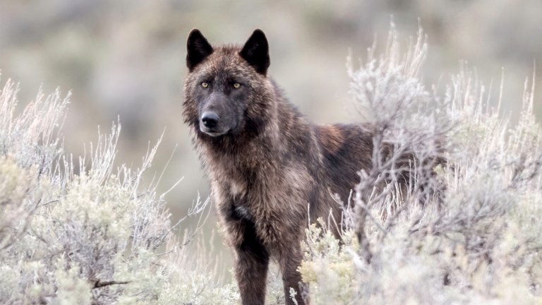 A gray wolf in Yellowstone.