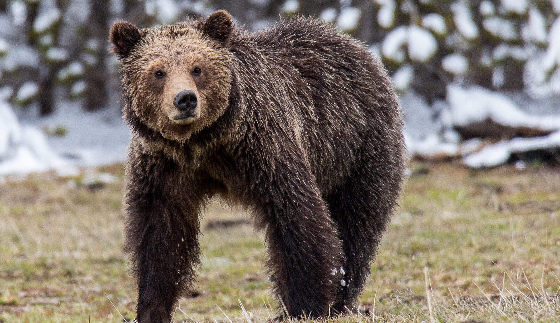 Yellowstone Hikers Evacuated by Helicopter After Bear Attack