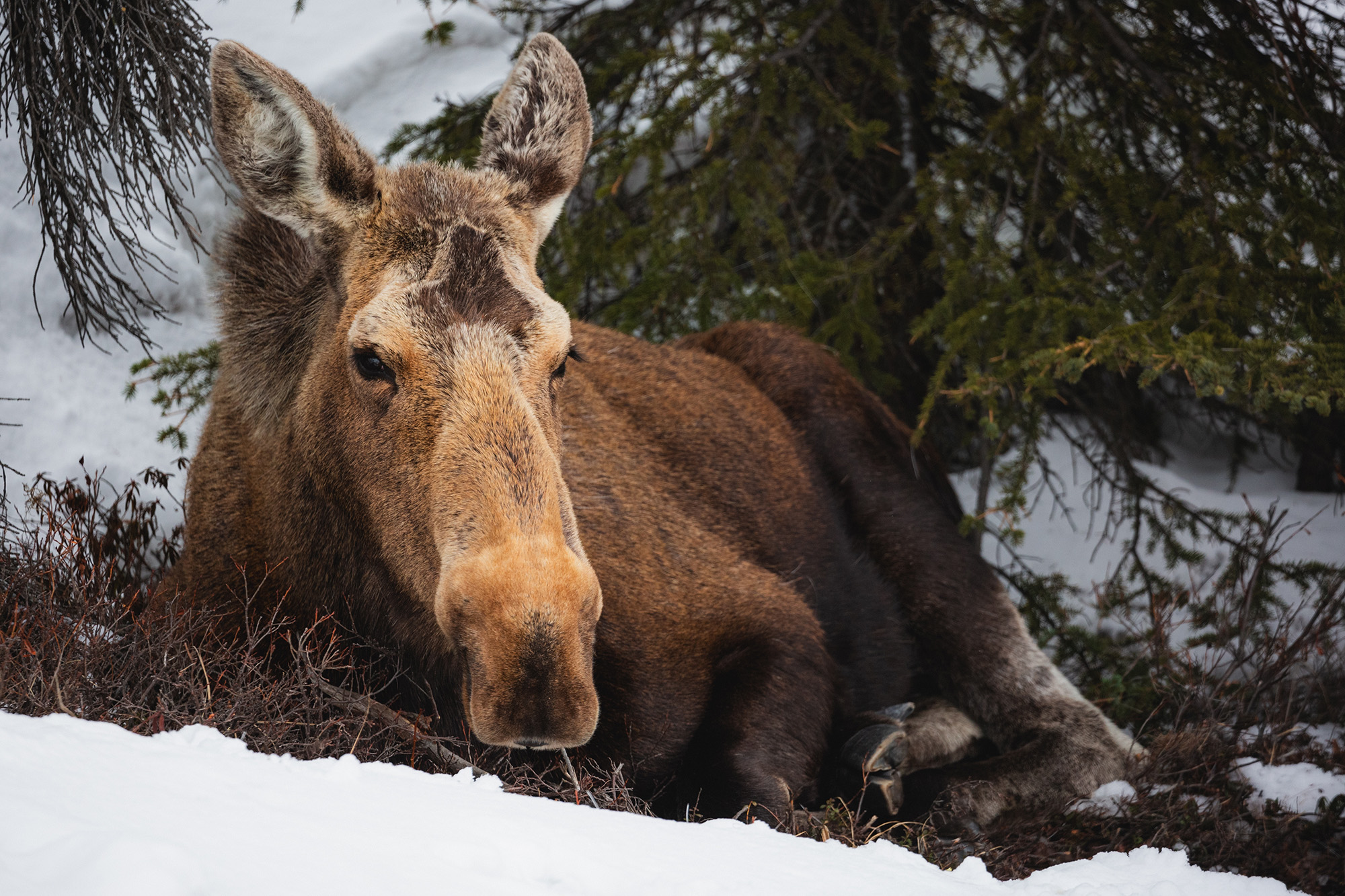 A moose sits in snow, in Alaska.