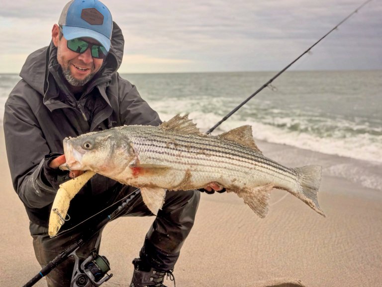 A striped bass caught from the surf.