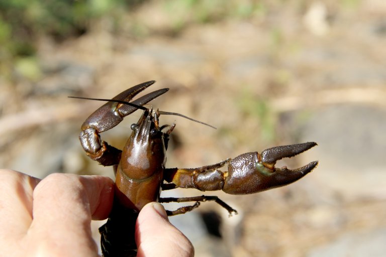 crayfish for bait