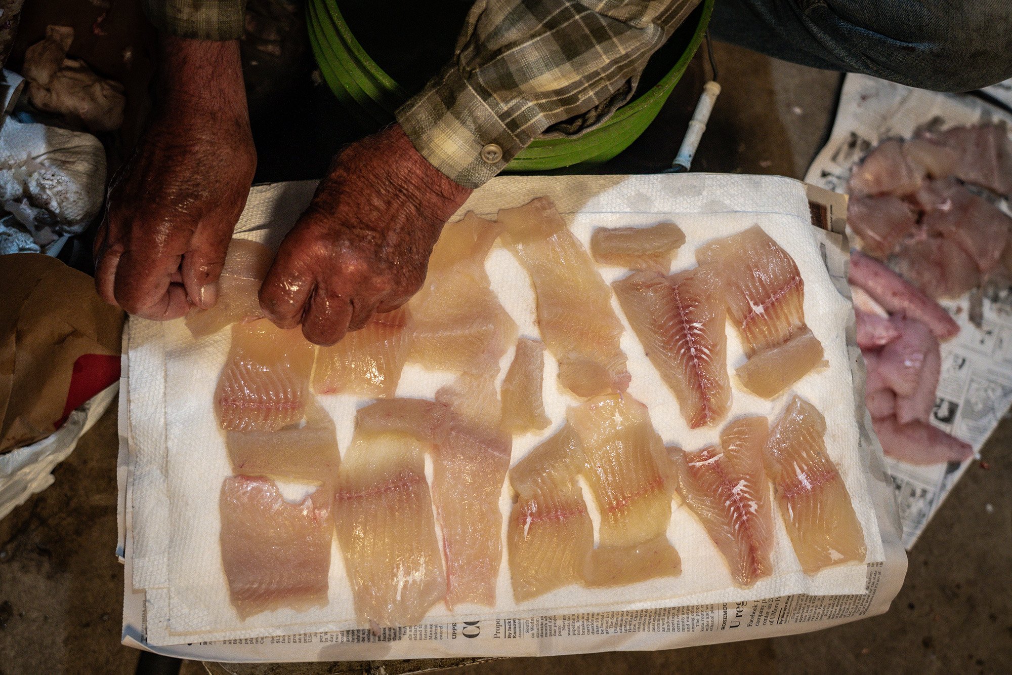Fresh northern pike fillets.