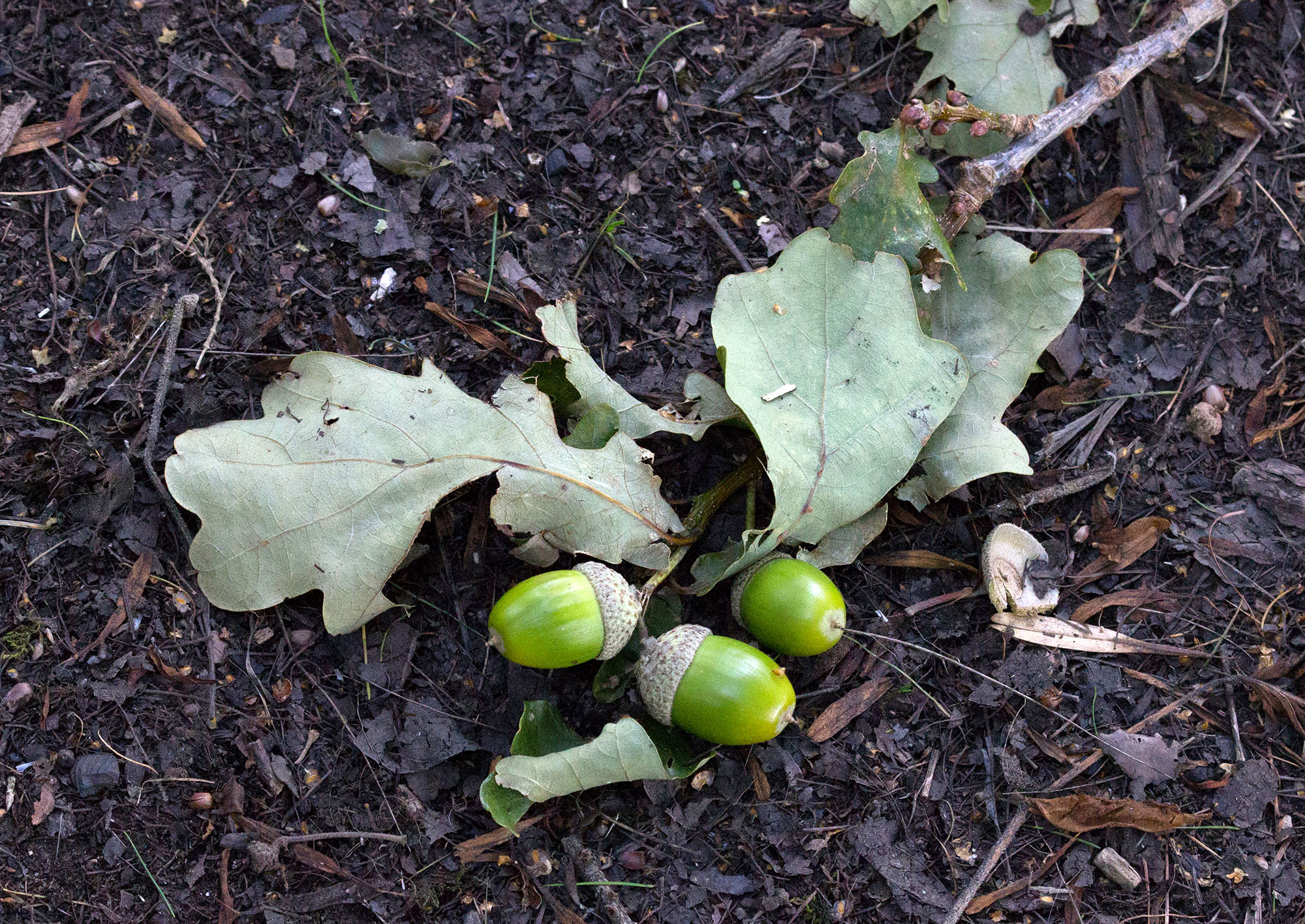 green acorns fallen in the grass