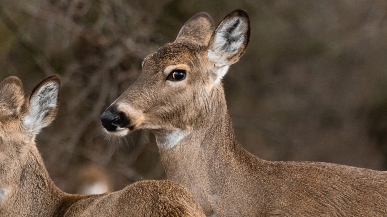 A wary looking whitetail doe stares at the camera