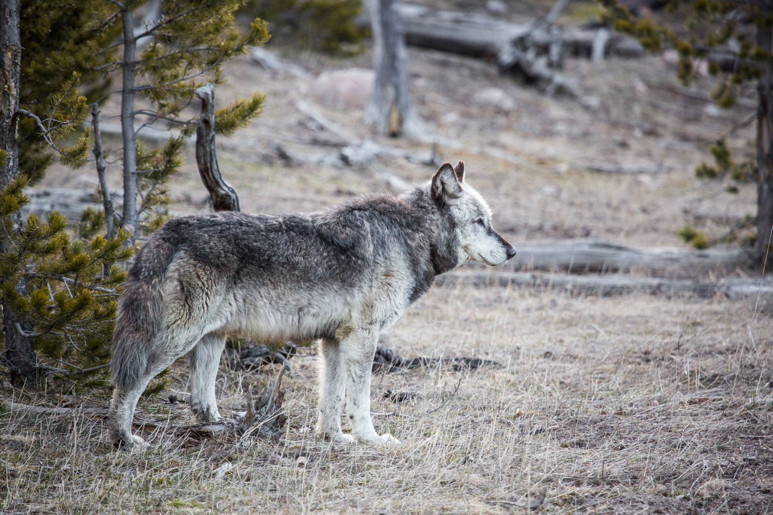 A gray wolf photographed in