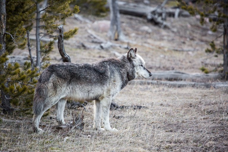 A gray wolf photographed in