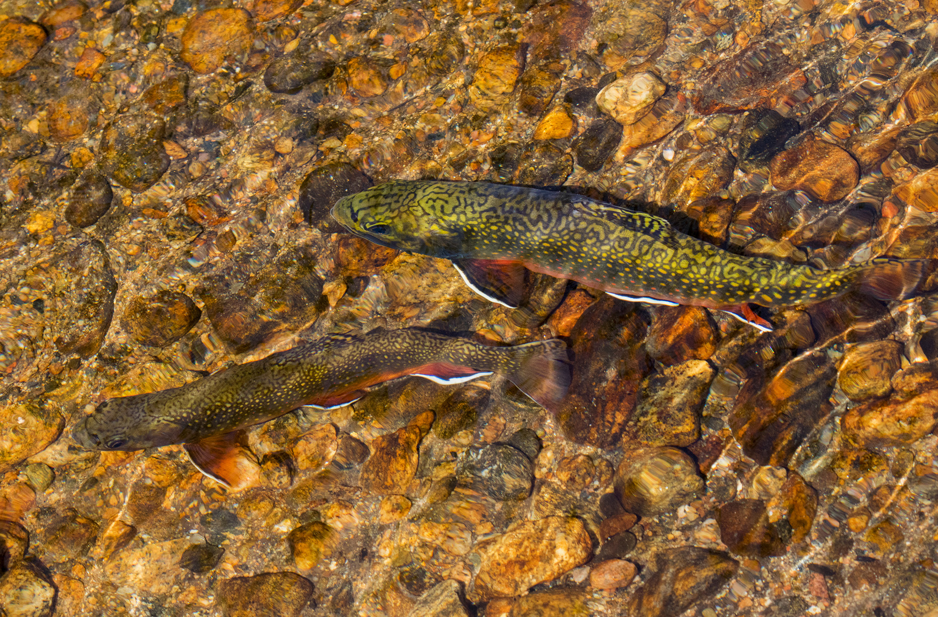 Two brook trout are spawning in a creek.