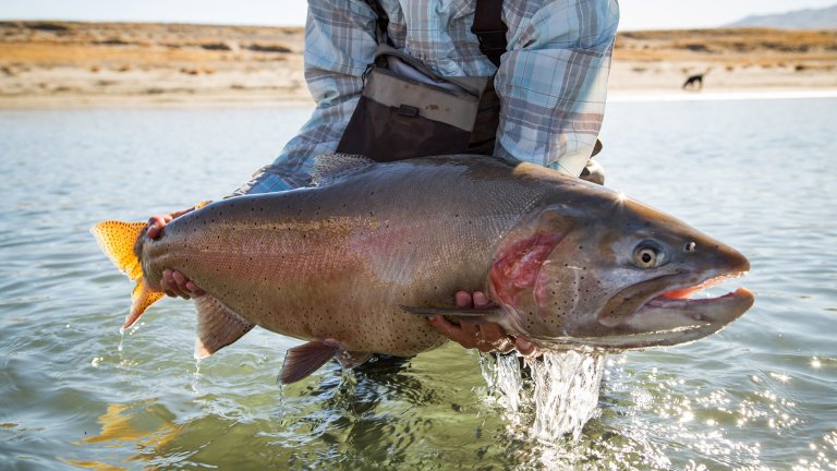 A Lahontan cutthroat being lifted out of the water.