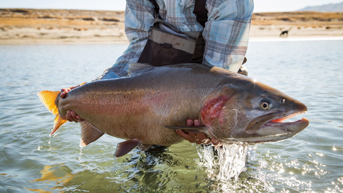 Brown Trout Are British Imports. These Are the 4 Native Trout You Should Chase to Celebrate America’s 250th