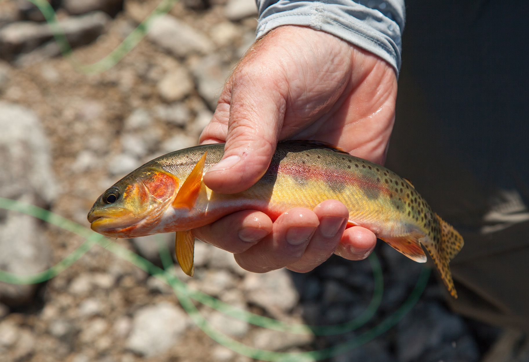A fisherman holds a small golden trout in his hand.