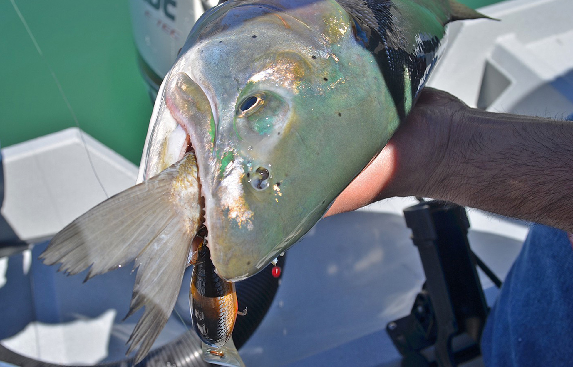 A large Lahontan cutthroat with another fish trapped in its mouth.