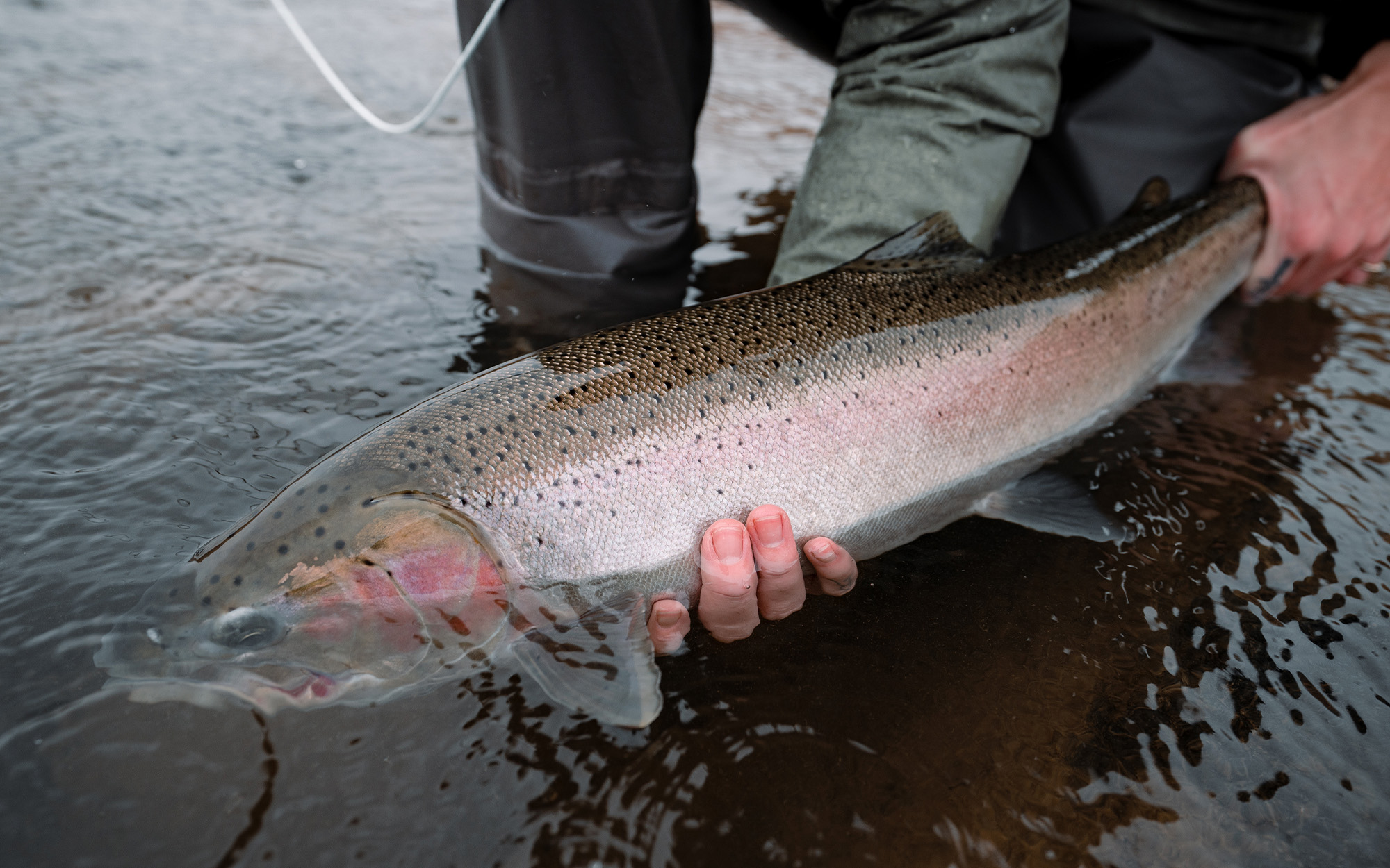 A wild steelhead being caught by a fisherman.