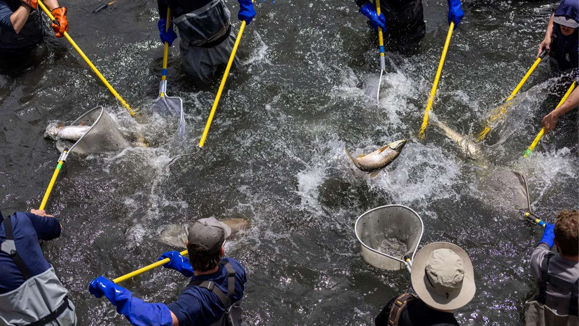 Fisheries biologists scooping fish with nets.