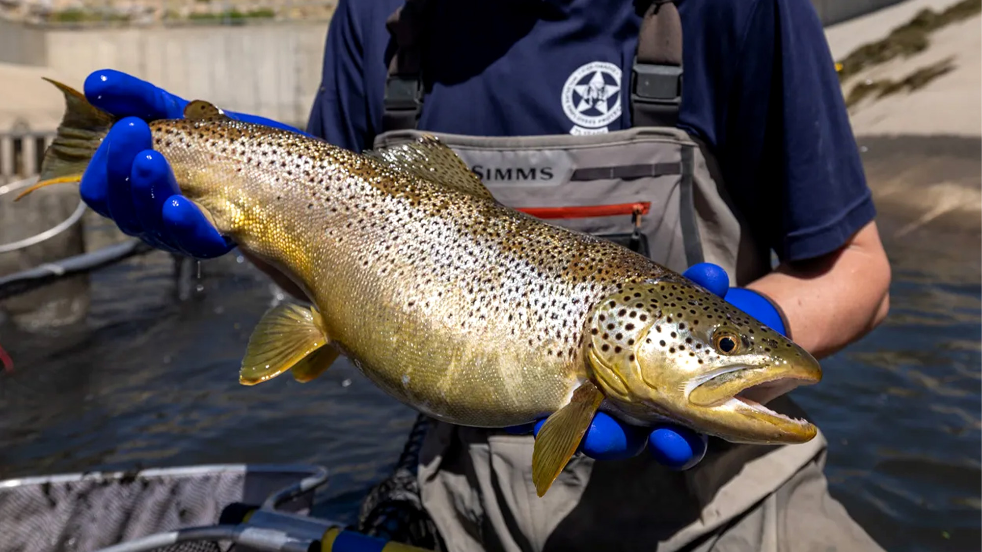 A big brown being held up during a salvage operation.