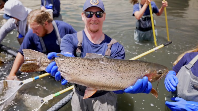 A fisheries biologist holds up a big cutbow.