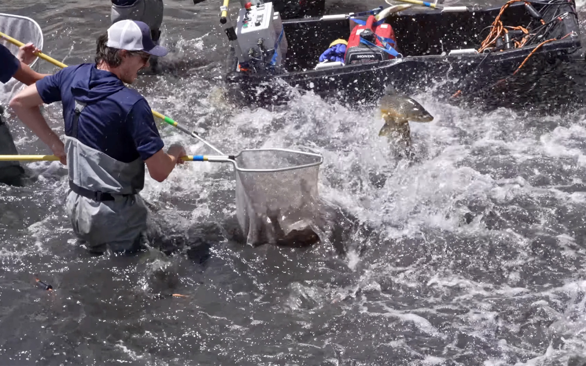 A fisheries biologist nets trout during a salvage operation.