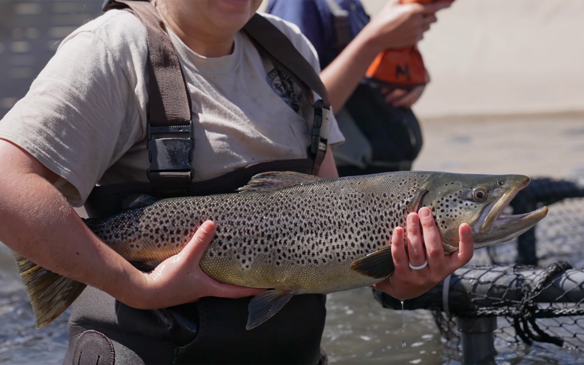 A big brown trout being held by a fisheries biologist.