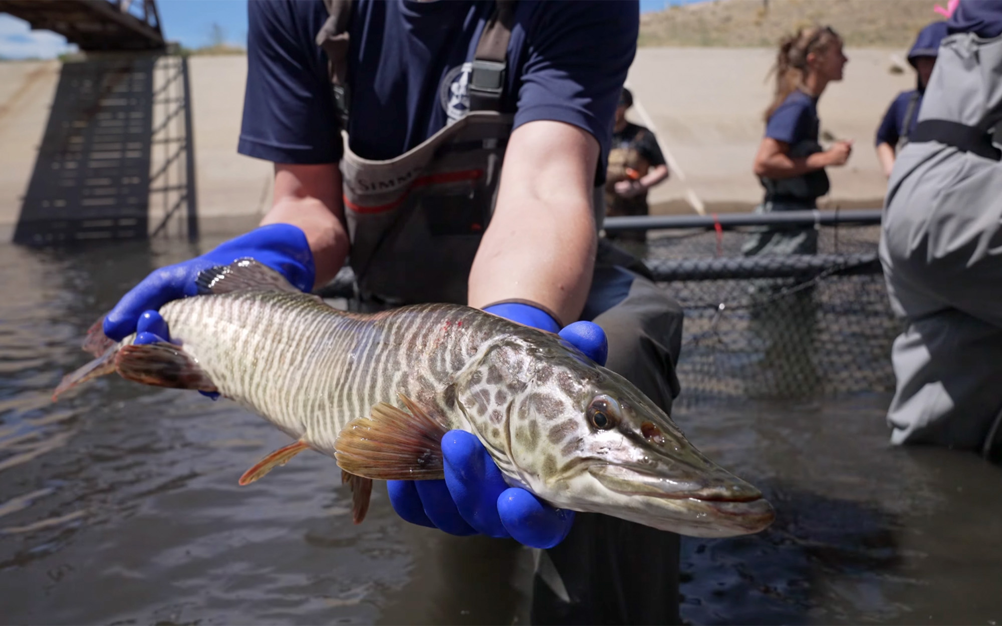 A tiger muskie being held by a fisheries biologist.
