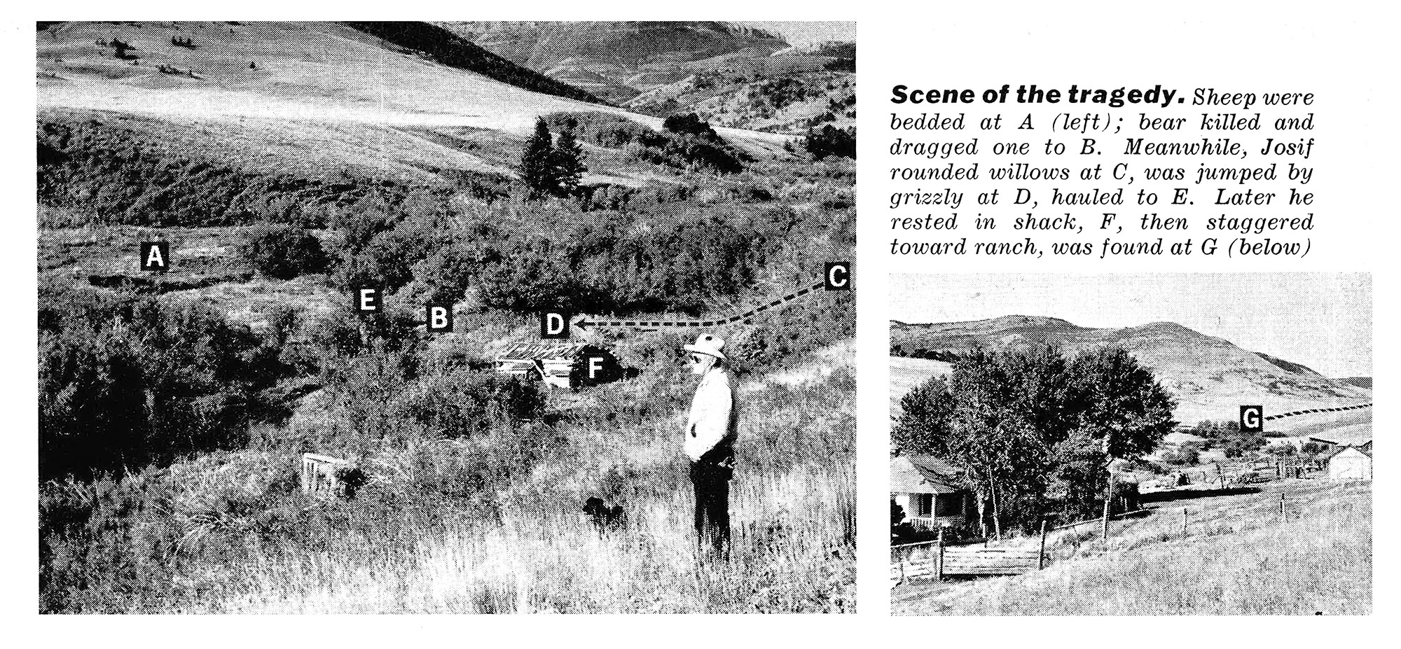 Black and white photos of the return to a grizzly mauling