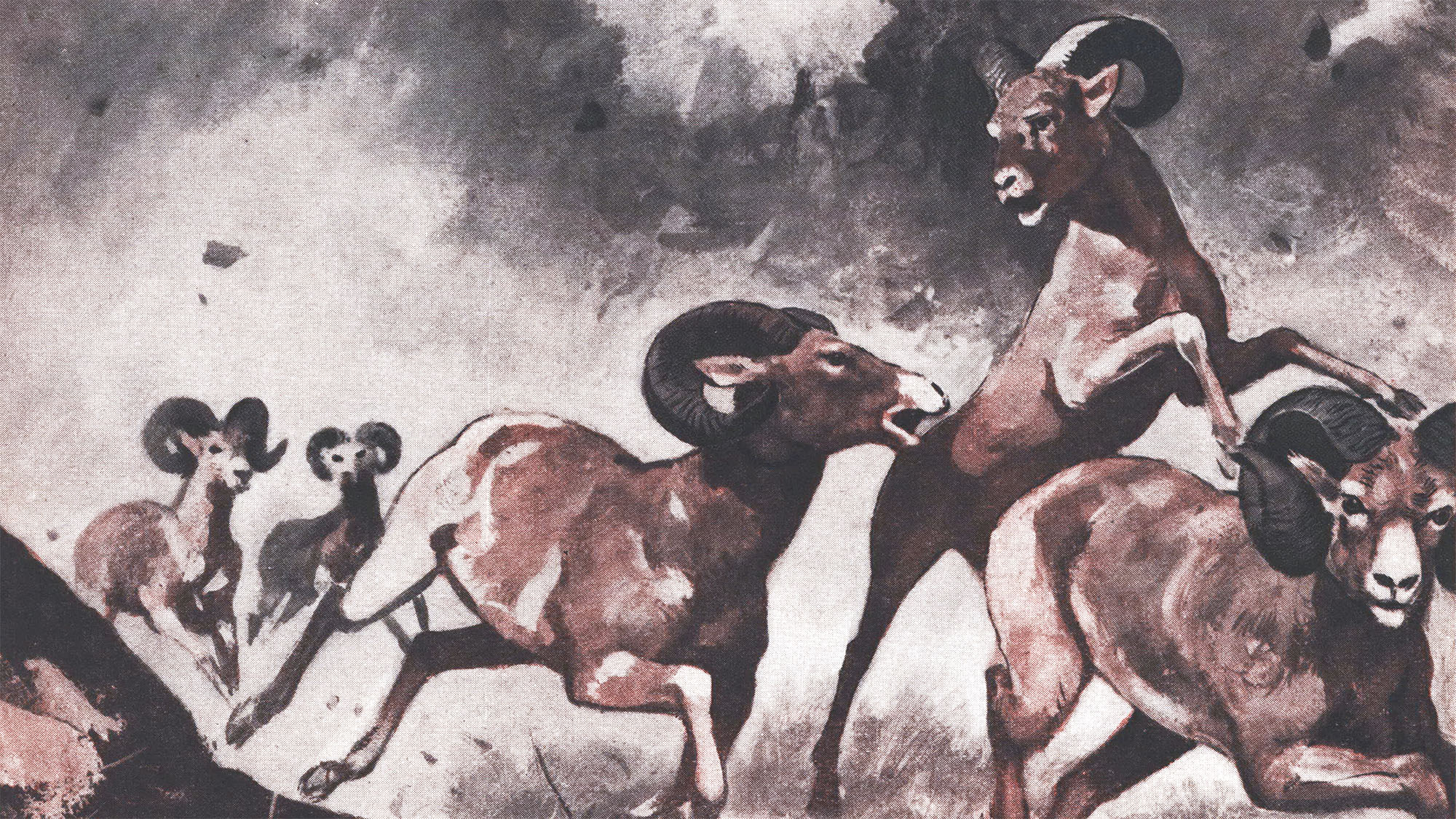a band of rams run from an avalanche