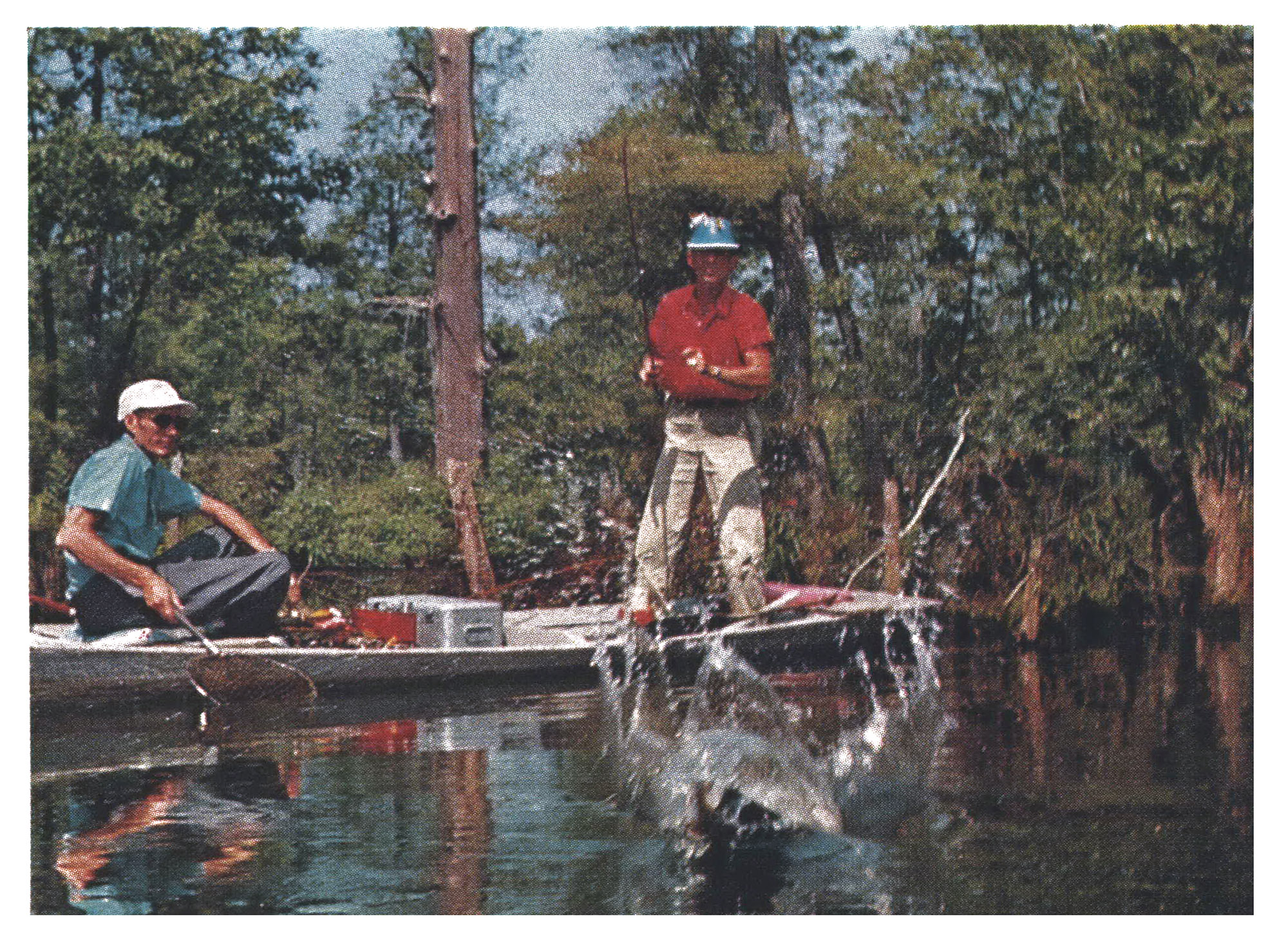 a color photograph of bass blowing up a lure.