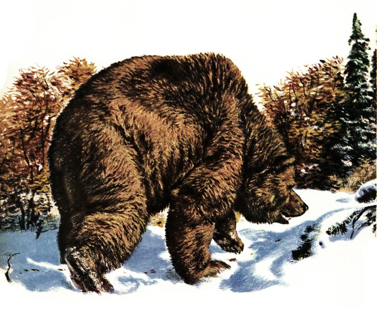 A grizzly walks in the snow