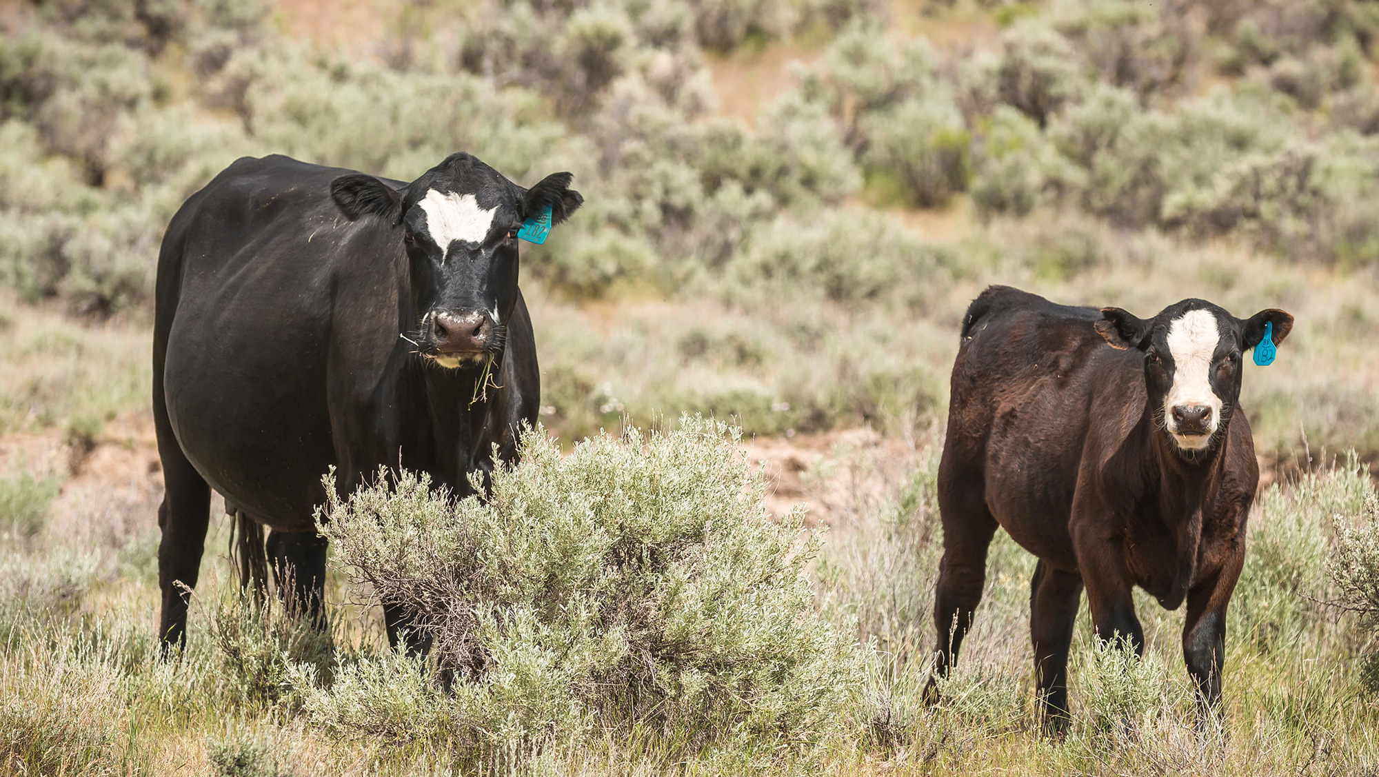 Two cattle graze on public land.