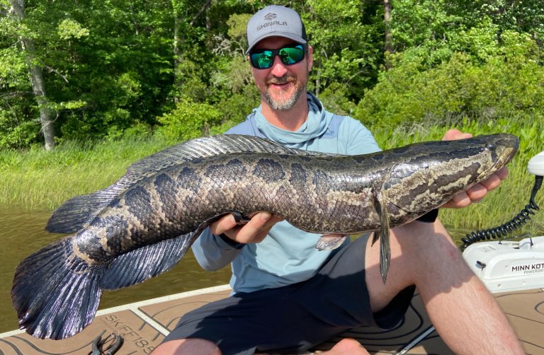 A fisherman holds up a snakehead.
