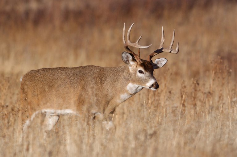 A midwestern buck on CRP