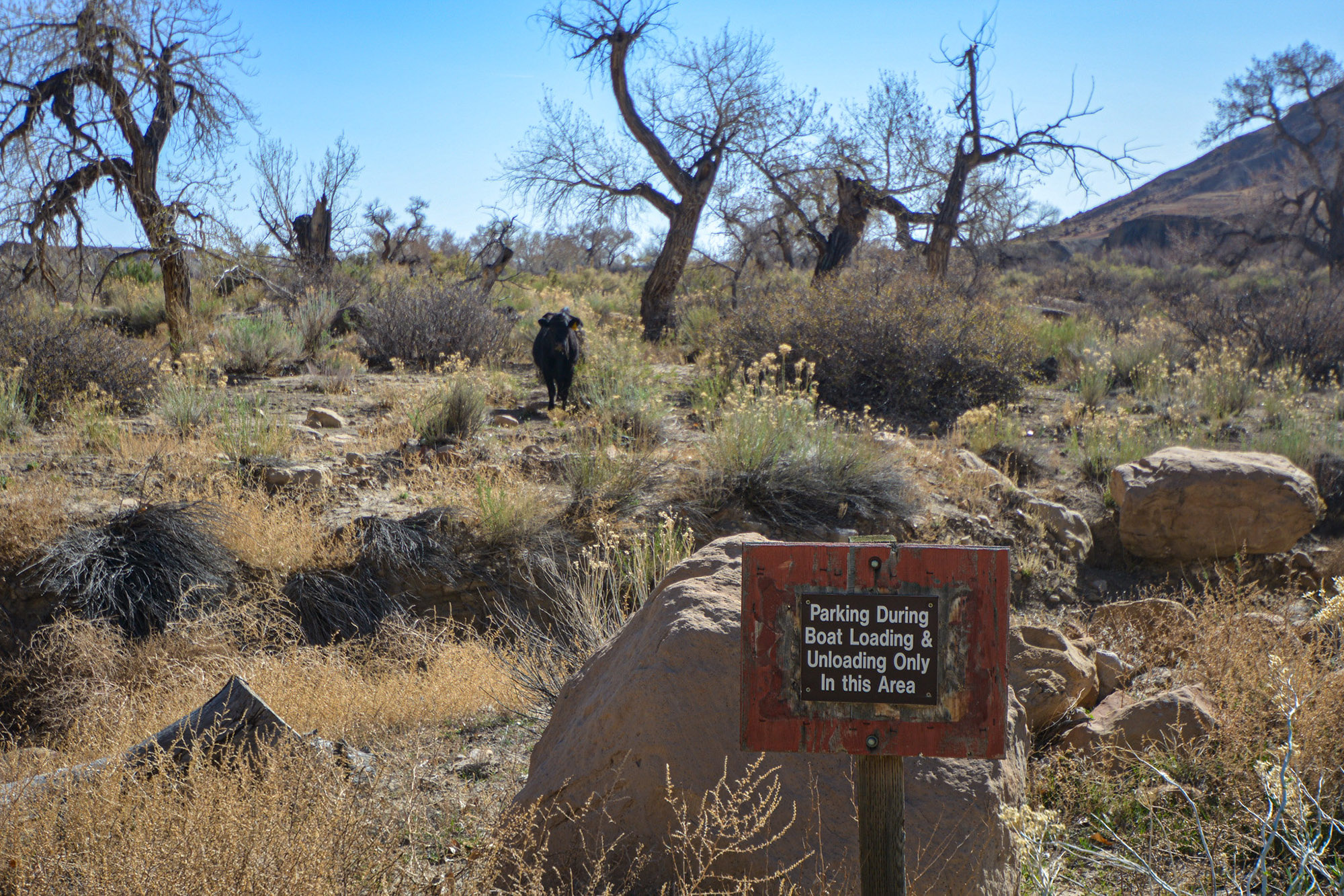 A cow grazes near BLM