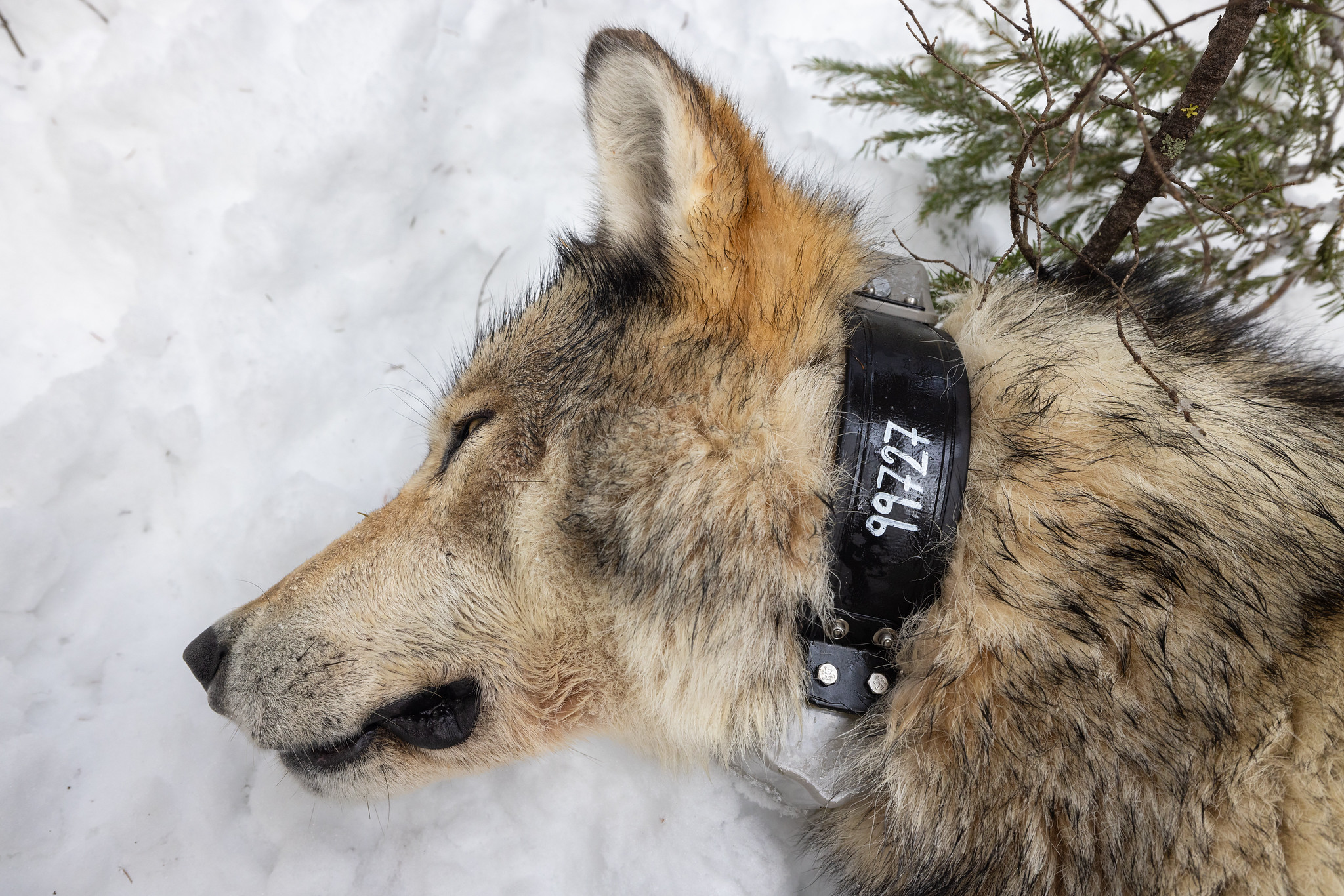 A collared wolf.