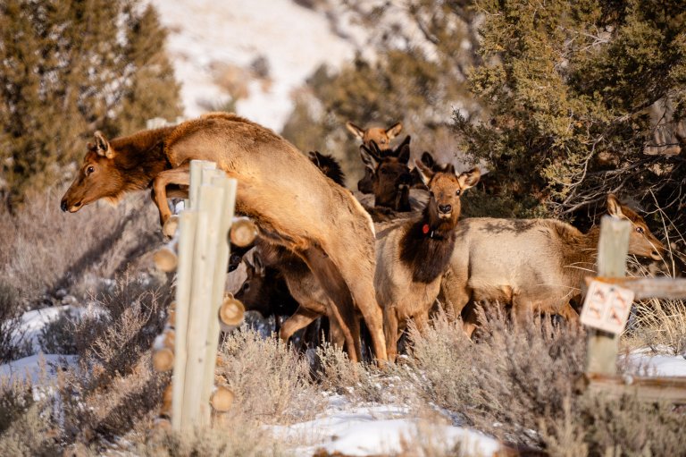 Elk jumping wood fence in snow covered mountains