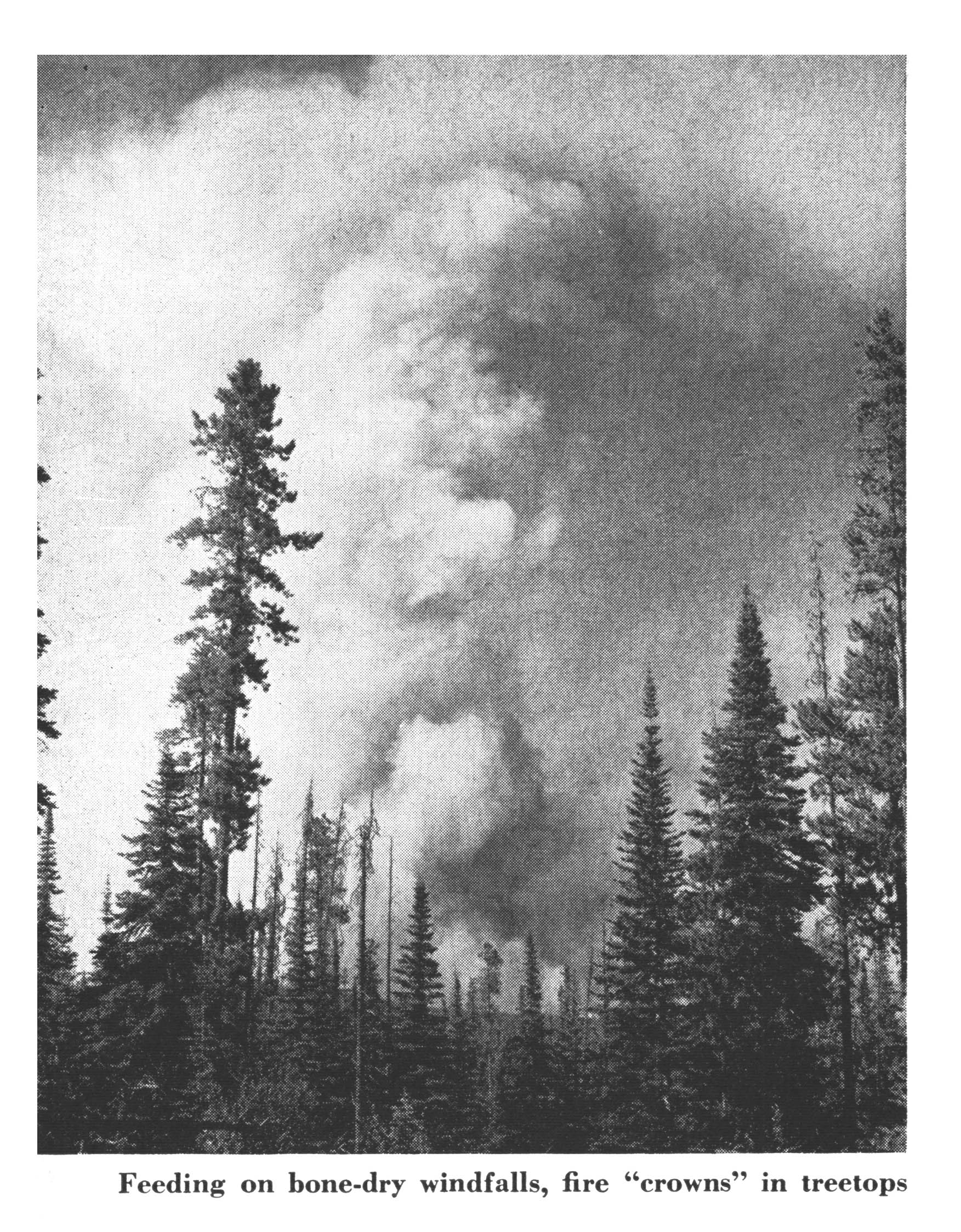 An old black and white photo of a wildfire crowning in the treetops