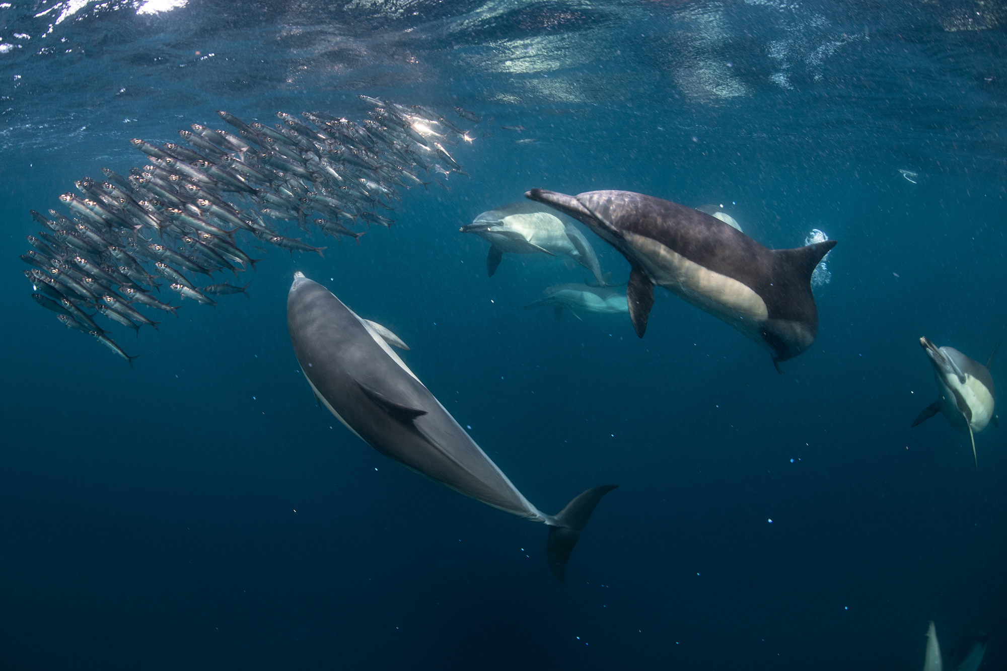 Dolphins on a bait ball.