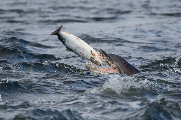 Moray Firth bottlenose dolphin eating a salmon off the Moray Firth coast, Scotland. The dolphins position the salmon correctly before swallowing the fish whole. Taken at Chanonry Point in the Scottish Highlands.