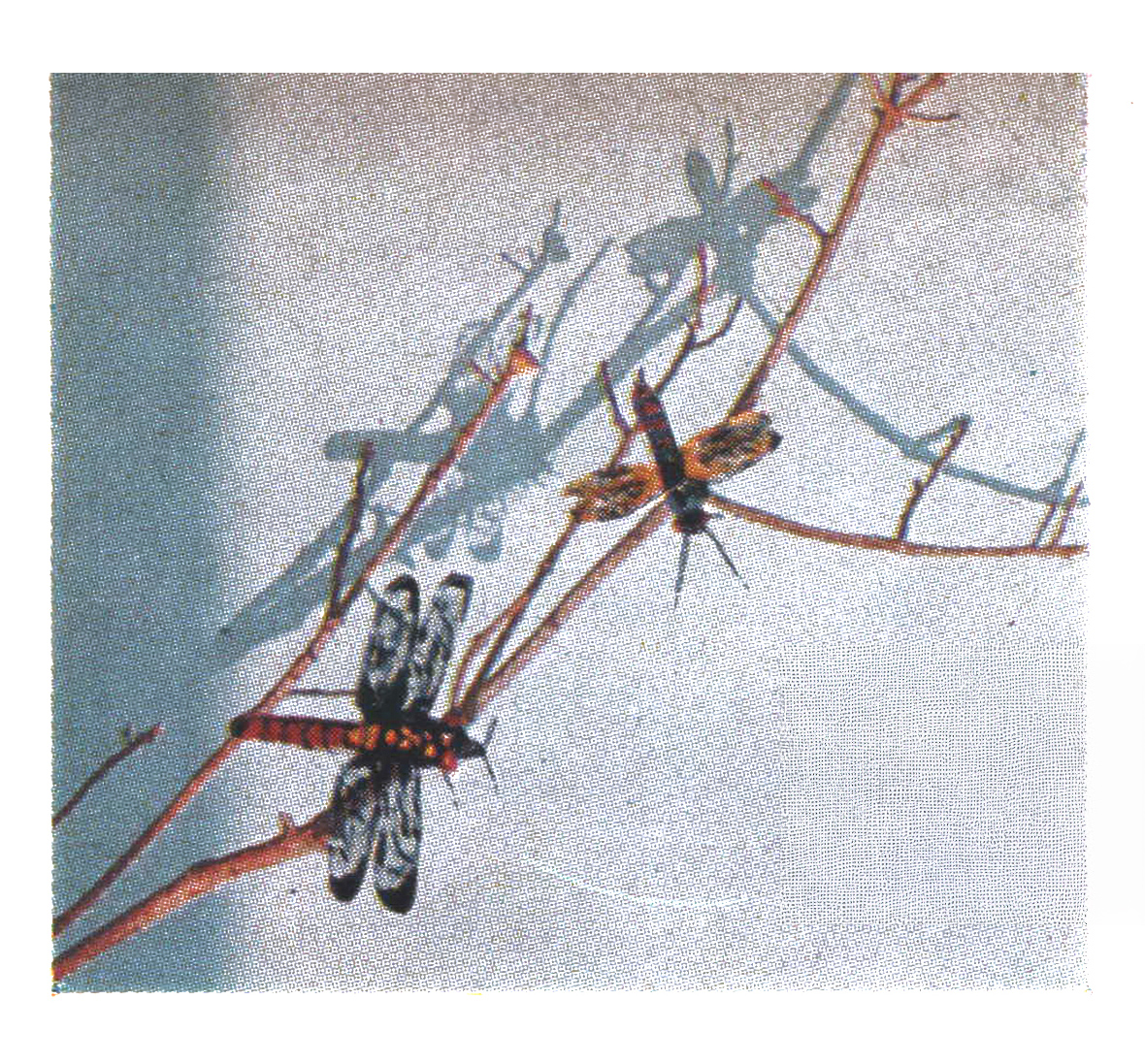 A color photograph of finished dragonfly flies.