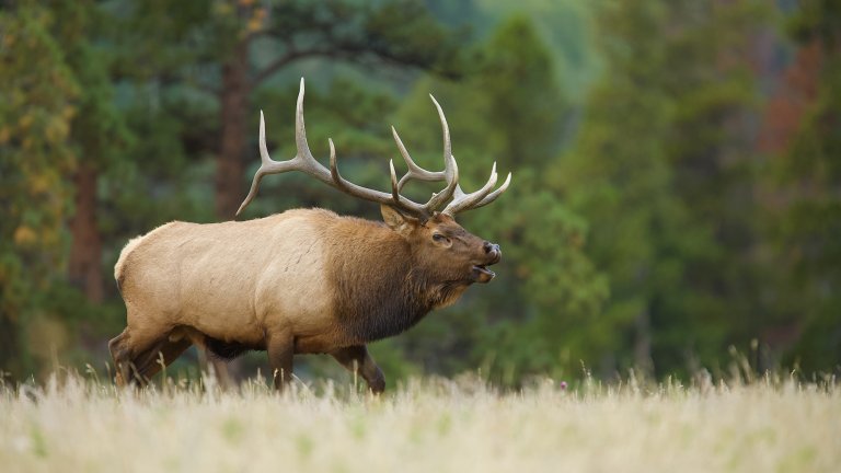 A bull elk crosses an alpine meadow.