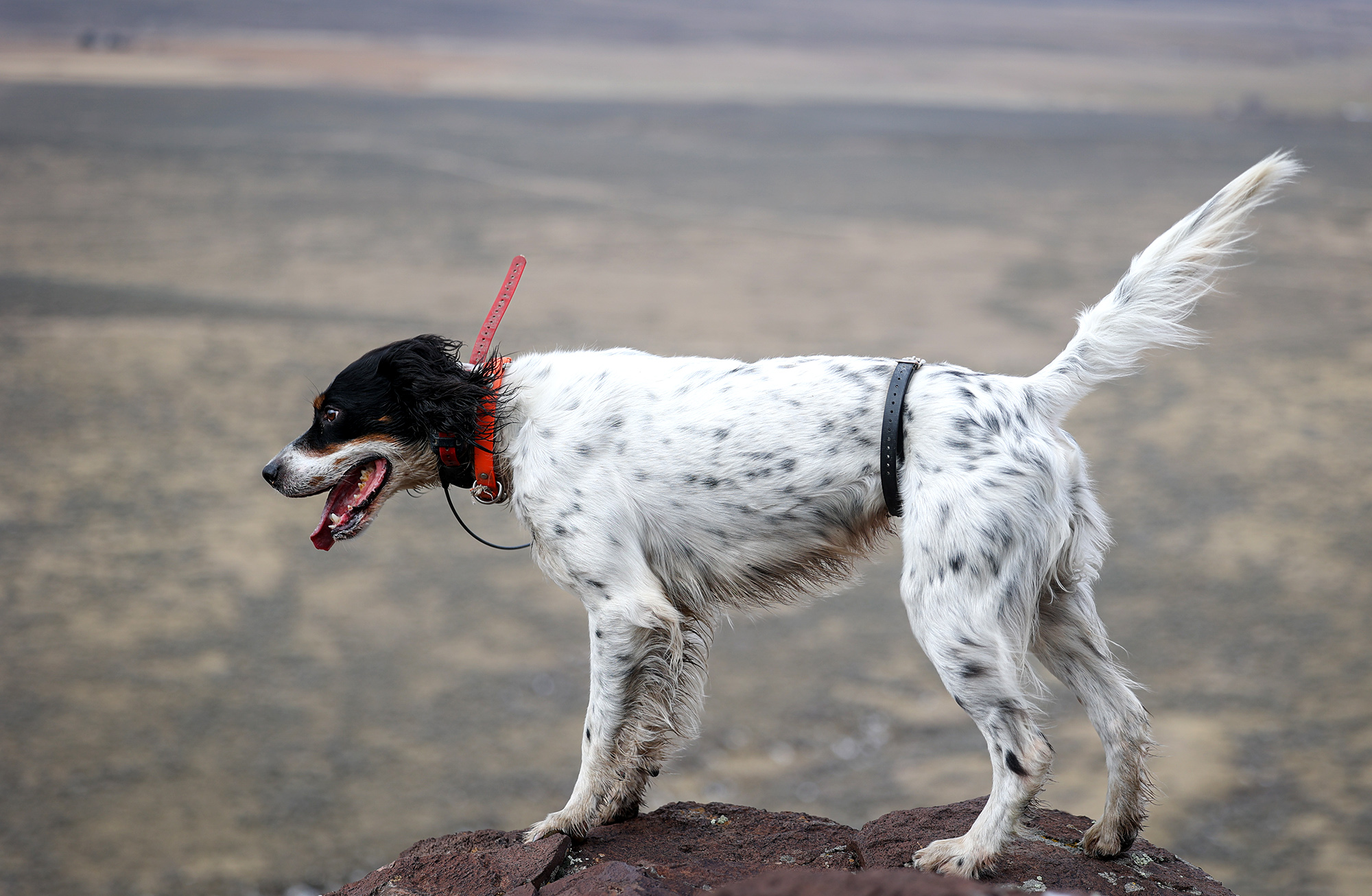 An english setter out west