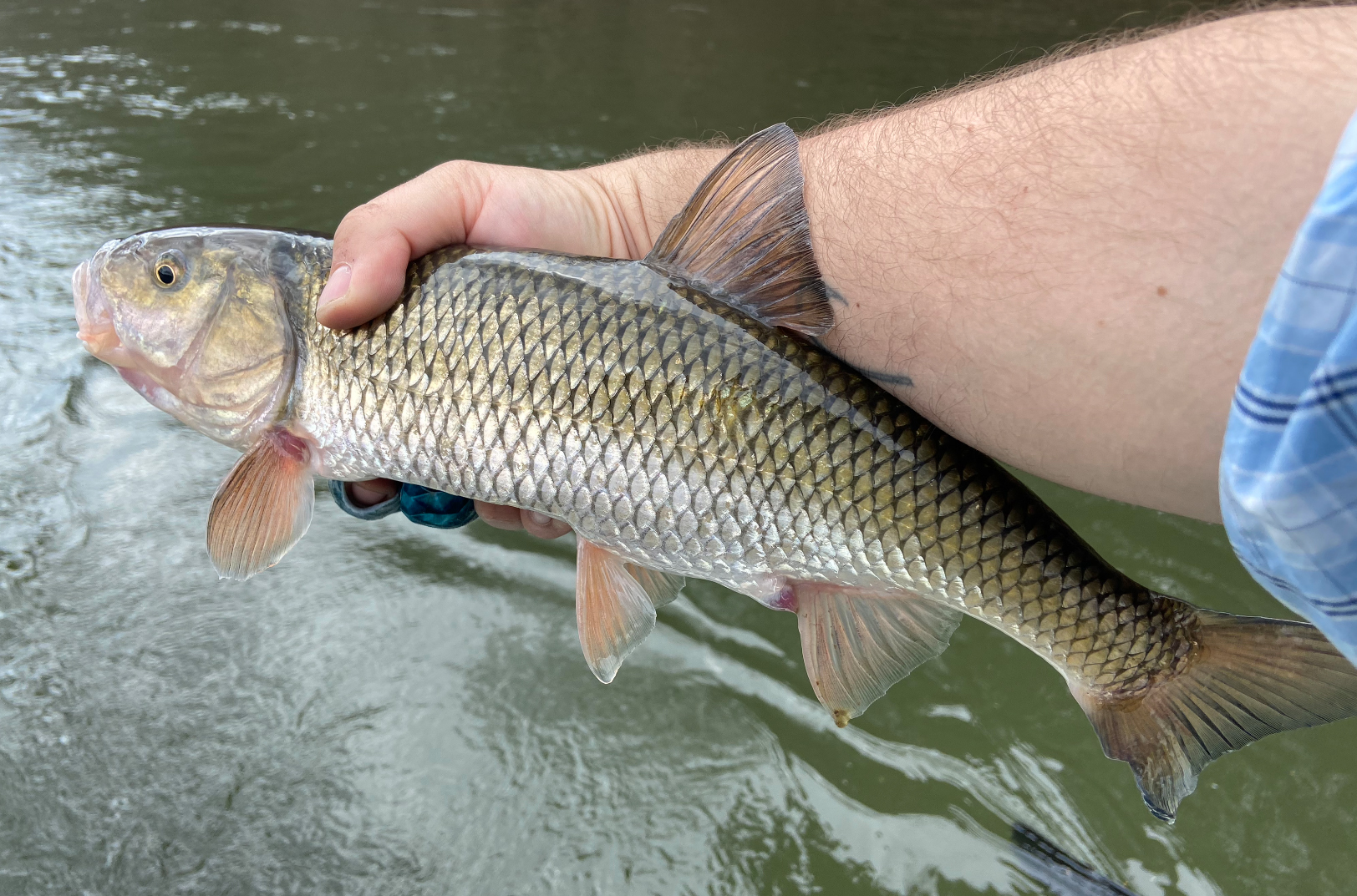A fisherman prepares to release a fallfish.