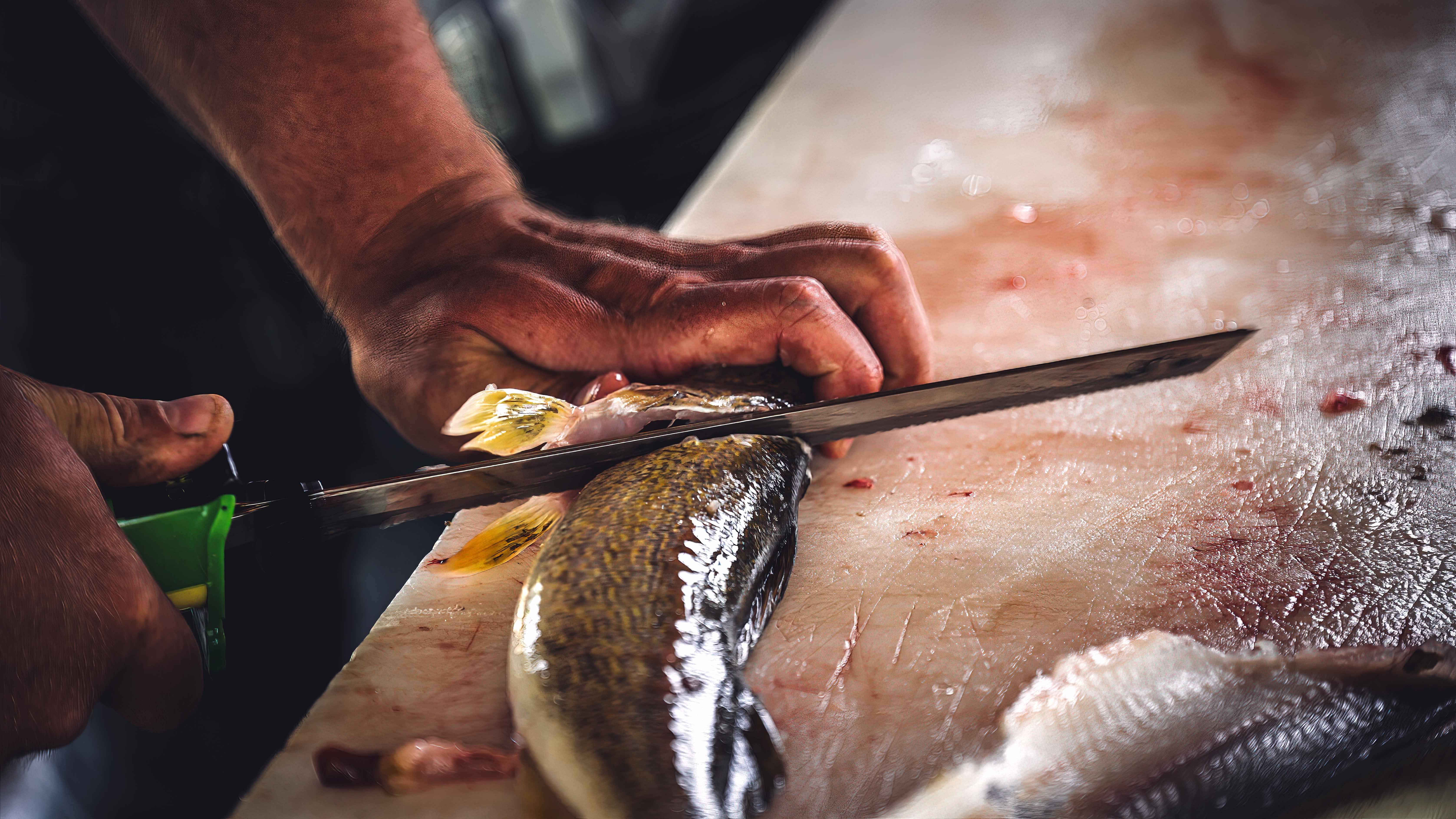 Hand holding an electric fillet knife to descale a walleye fish