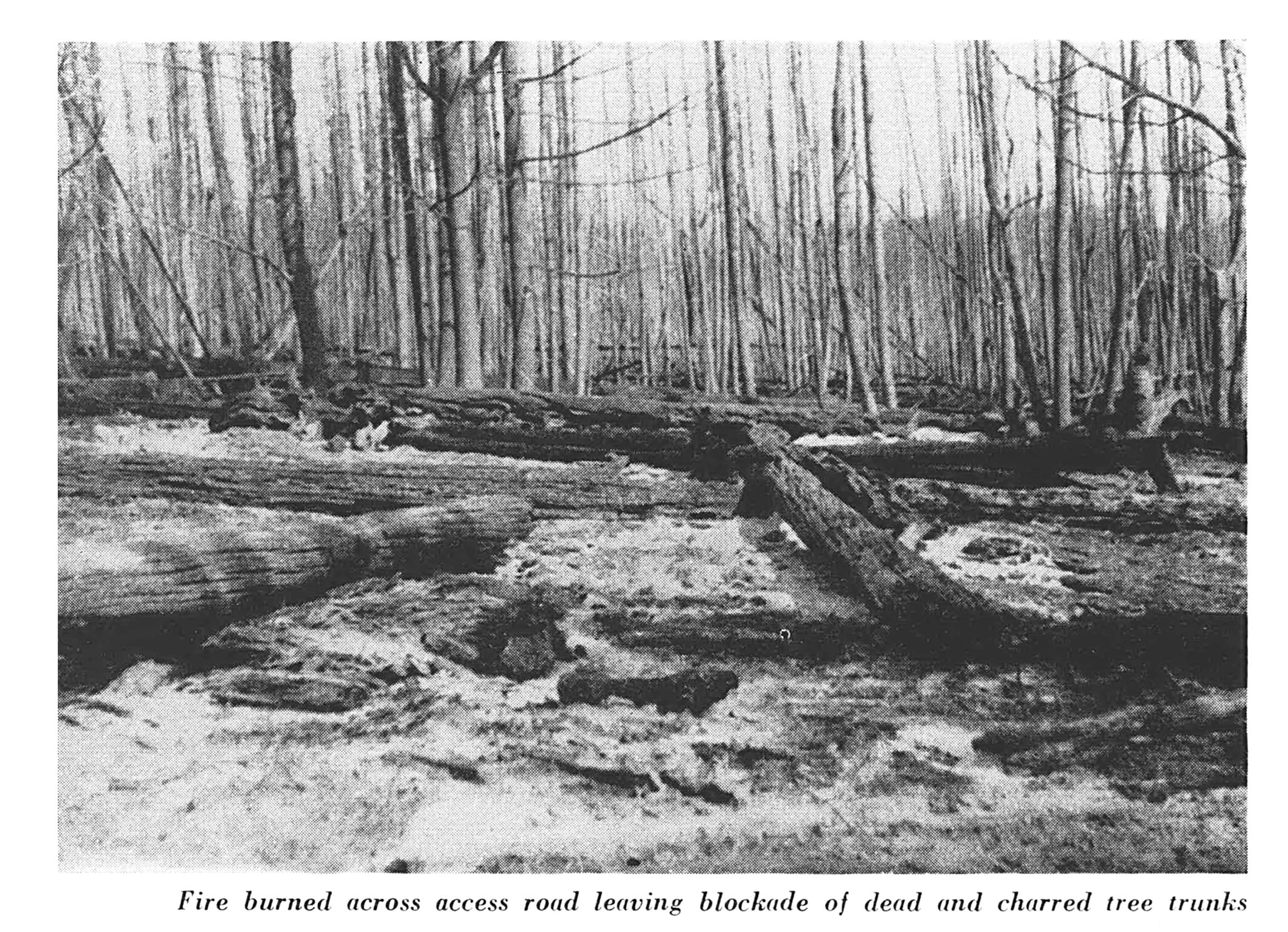 BW photograph of access road flanked by blackened, dead standing trees and ground debris.