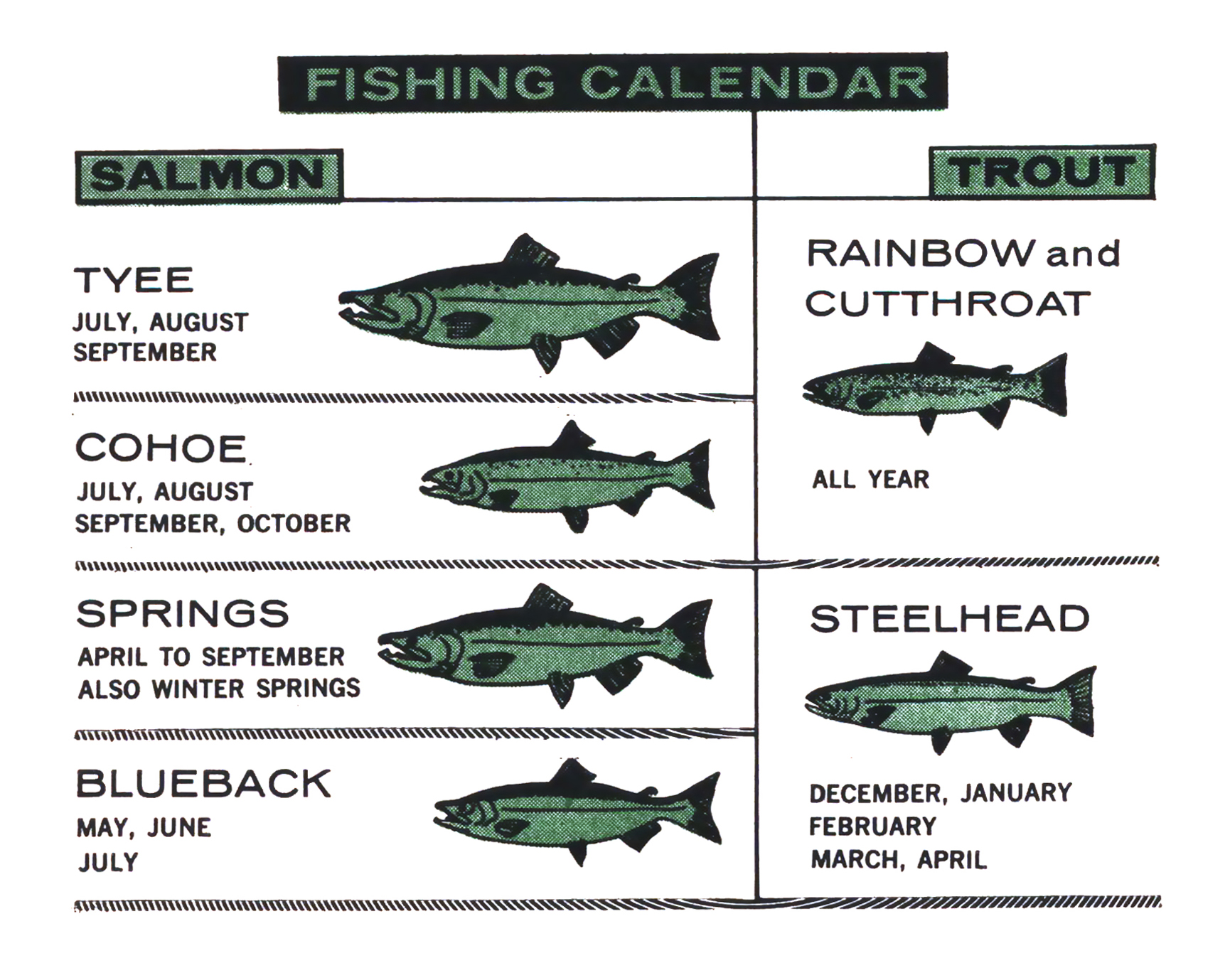 A vintage illustration of salmon on Vancouver island
