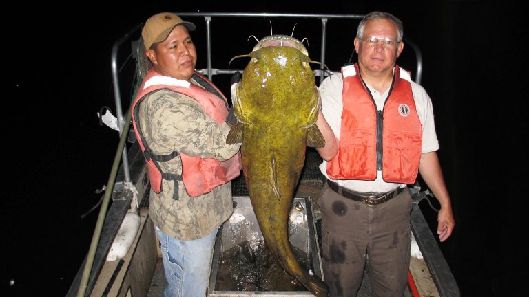 A big flathead catfish on a boat in Arizona
